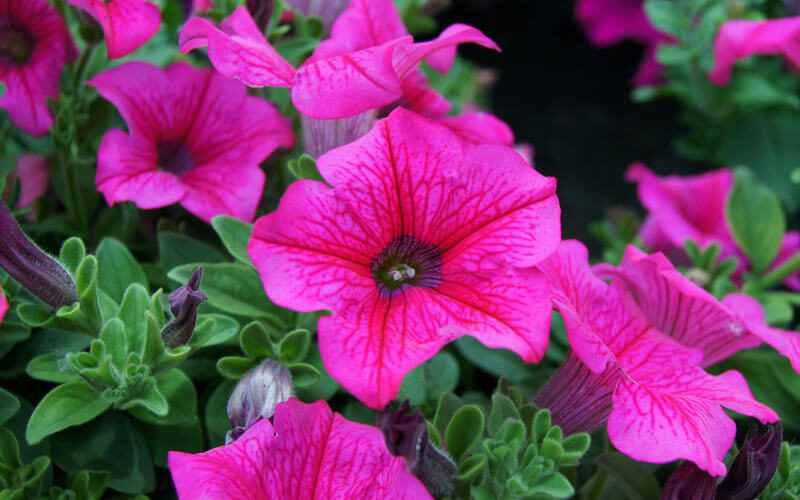 flor-de-surfinia