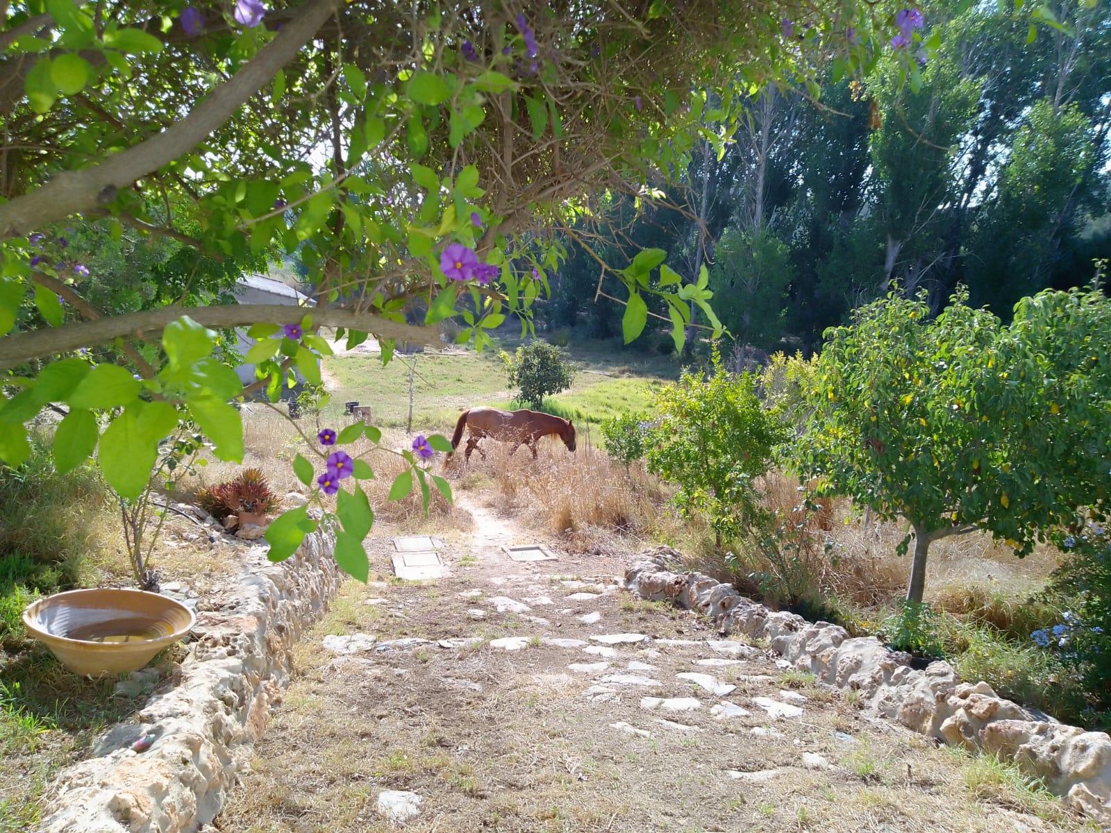 Imagen 4 Casa en venta en Ayamonte / Junto a la Autovía del V Centenario de Ayamonte