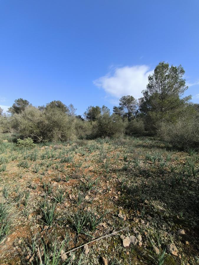 Imagen 3 Solar Rústico en venta en Algaida /  ALGAIDA  TANCATS DES MORTS  A 10 MINUTOS DE PALMA