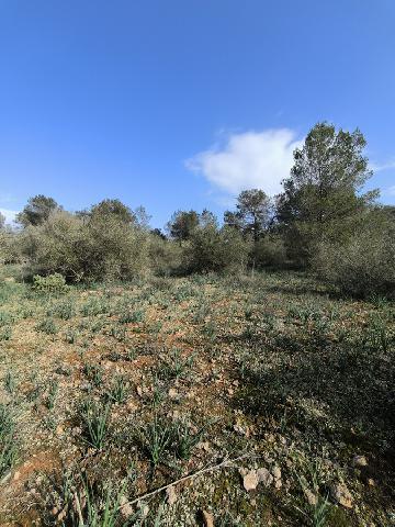 Imagen 3 Inmueble 294092 - Solar Rústico en venta en Algaida /  ALGAIDA  TANCATS DES MORTS  A 10 MINUTOS DE PALMA