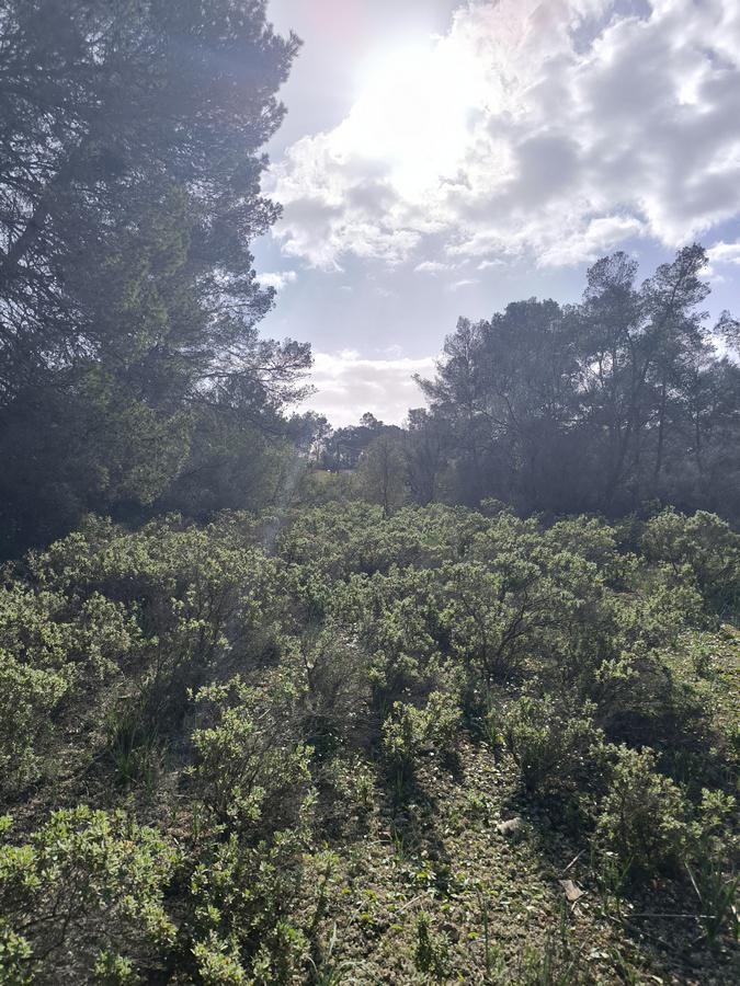 Imagen 4 Solar Rústico en venta en Algaida /  ALGAIDA  TANCATS DES MORTS  A 10 MINUTOS DE PALMA