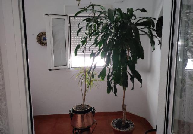 Imagen 21 Inmueble 303408 - Piso en venta en Cádiz / En la playa de la Caleta