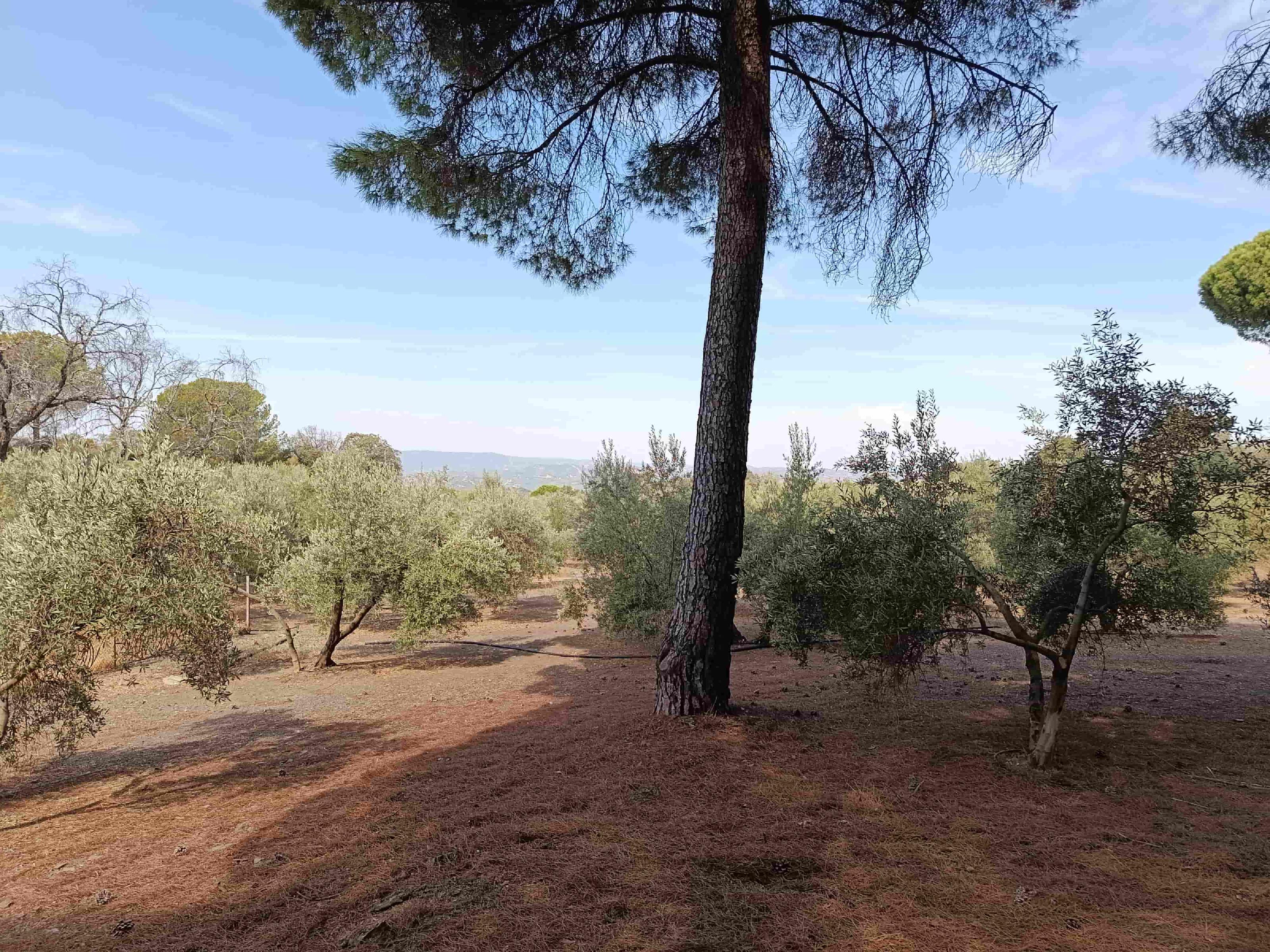 Imagen 13 Casa Rústica en venta en Andújar / A 100 metros del cruce del Alcornoque