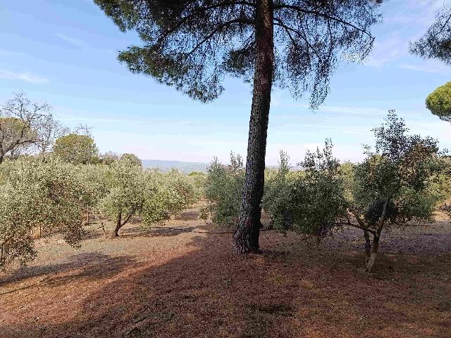 Imagen 13 Inmueble 306239 - Casa Rústica en venta en Andújar / A 100 metros del cruce del Alcornoque