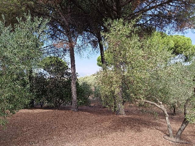 Imagen 18 Inmueble 306239 - Casa Rústica en venta en Andújar / A 100 metros del cruce del Alcornoque