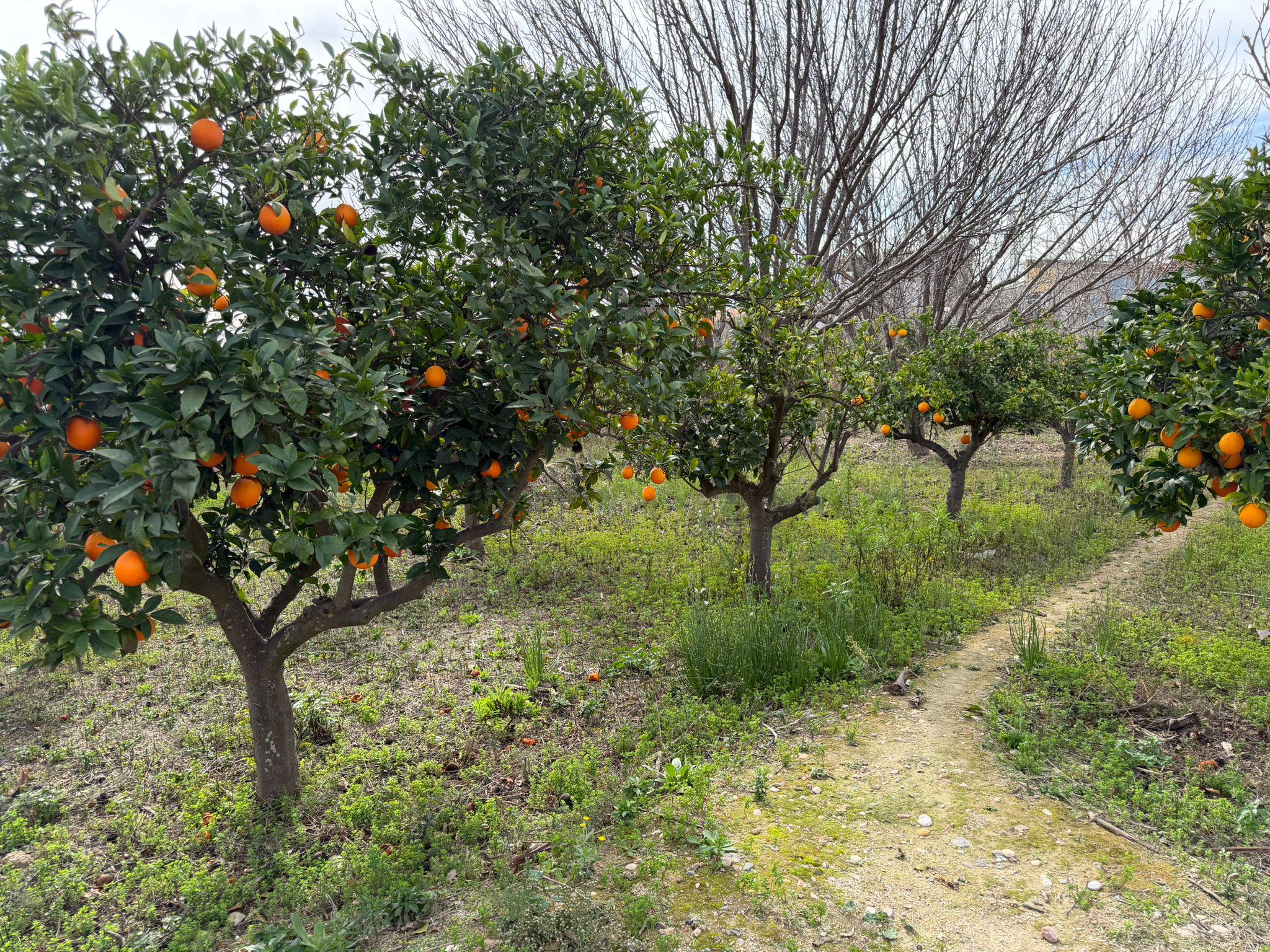 Imagen 6 Solar Urbano en venta en Torres De Cotillas Las / En Los Matías, en la huerta de las T. ...