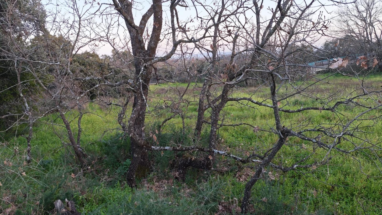 Imagen 4 Solar Rústico en venta en Aceituna / Finca rústica en el paraje de las Barrigadillas