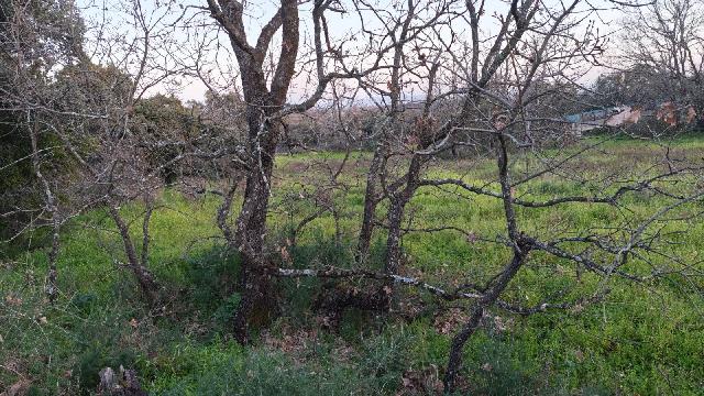Imagen 4 Inmueble 301159 - Solar Rústico en venta en Aceituna / Finca rústica en el paraje de las Barrigadillas