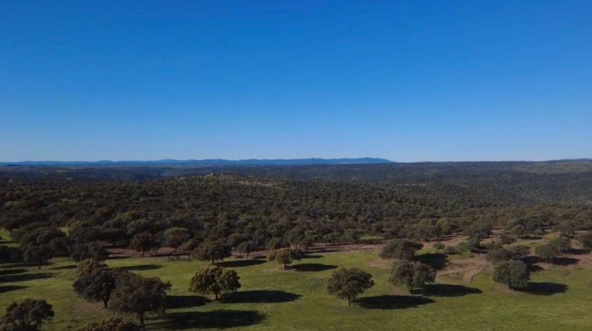 Imagen 3 Solar Rústico en venta en Alcántara / Finca dehesa de 325 hectáreas en Estornino - Alcántara