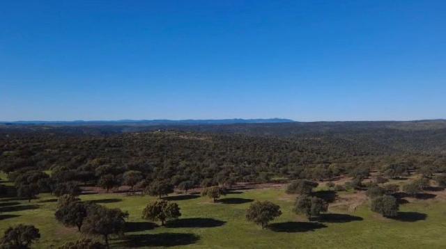 Imagen 3 Inmueble 301893 - Solar Rústico en venta en Alcántara / Finca dehesa de 325 hectáreas en Estornino - Alcántara