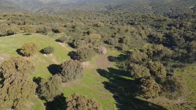 Imagen 4 Inmueble 301893 - Solar Rústico en venta en Alcántara / Finca dehesa de 325 hectáreas en Estornino - Alcántara