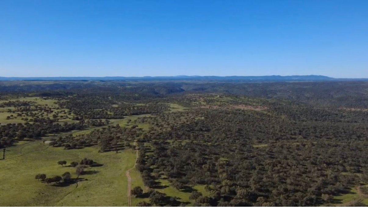Imagen 6 Solar Rústico en venta en Alcántara / Finca dehesa de 325 hectáreas en Estornino - Alcántara