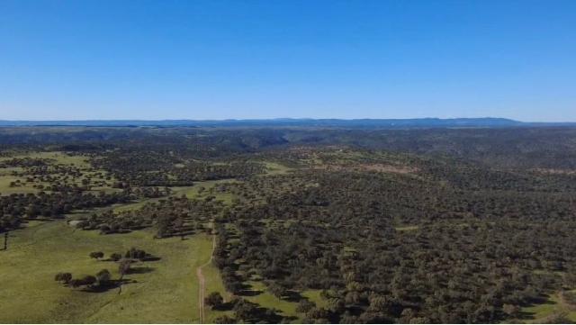 Imagen 6 Inmueble 301893 - Solar Rústico en venta en Alcántara / Finca dehesa de 325 hectáreas en Estornino - Alcántara