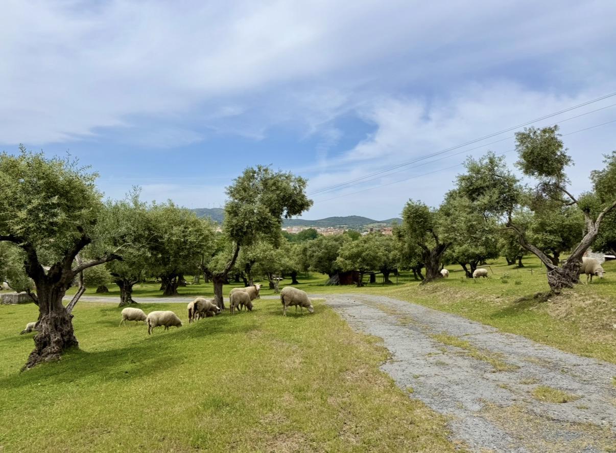 Imagen 24 Casa Rústica en venta en Plasencia / Al lado de la Ex 304, circunvalación Sur de Plasencia