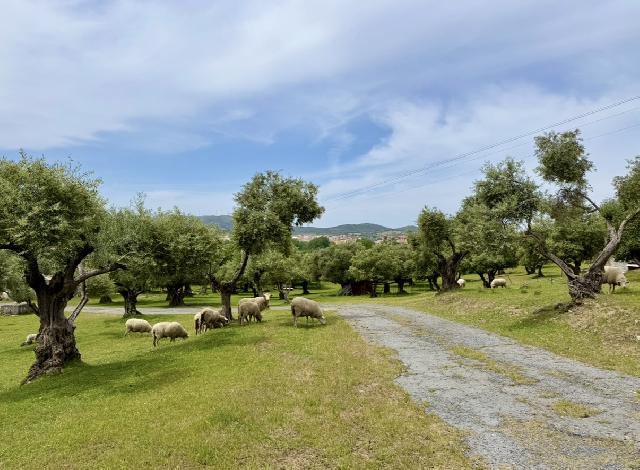 Imagen 24 Inmueble 302441 - Casa Rústica en venta en Plasencia / Al lado de la Ex 304, circunvalación Sur de Plasencia