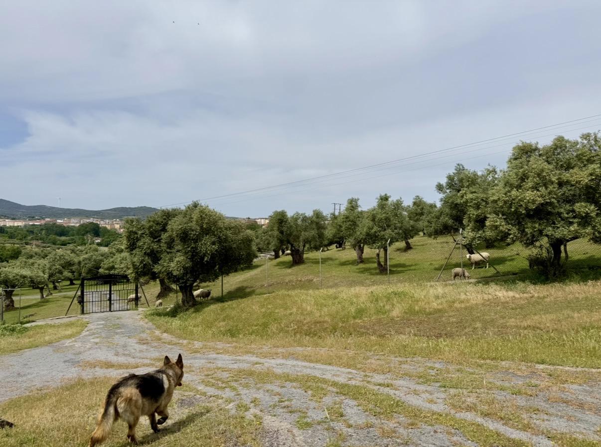 Imagen 7 Casa Rústica en venta en Plasencia / Al lado de la Ex 304, circunvalación Sur de Plasencia