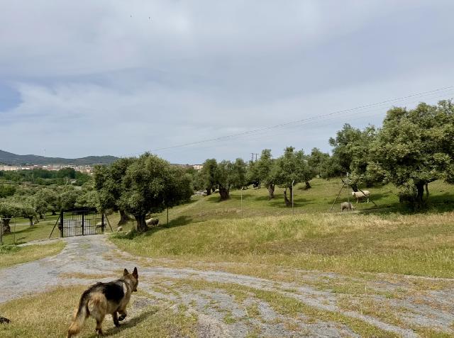 Imagen 7 Inmueble 302441 - Casa Rústica en venta en Plasencia / Al lado de la Ex 304, circunvalación Sur de Plasencia