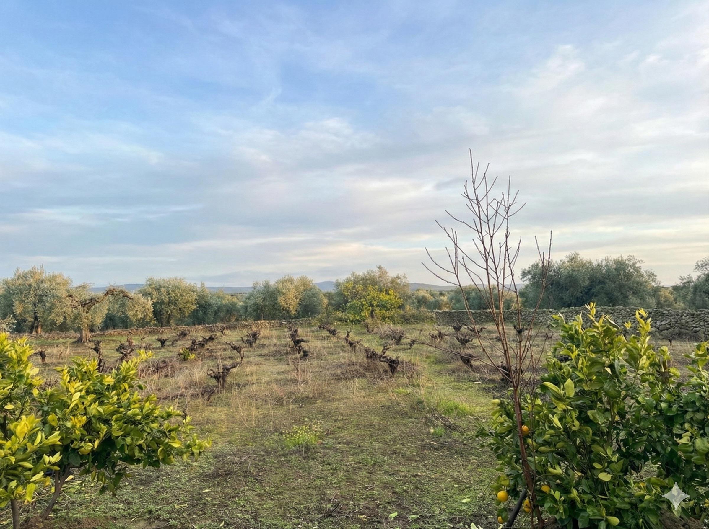 Imagen 19 Casa Rústica en venta en Montánchez / Zona de Robledo, Montánchez