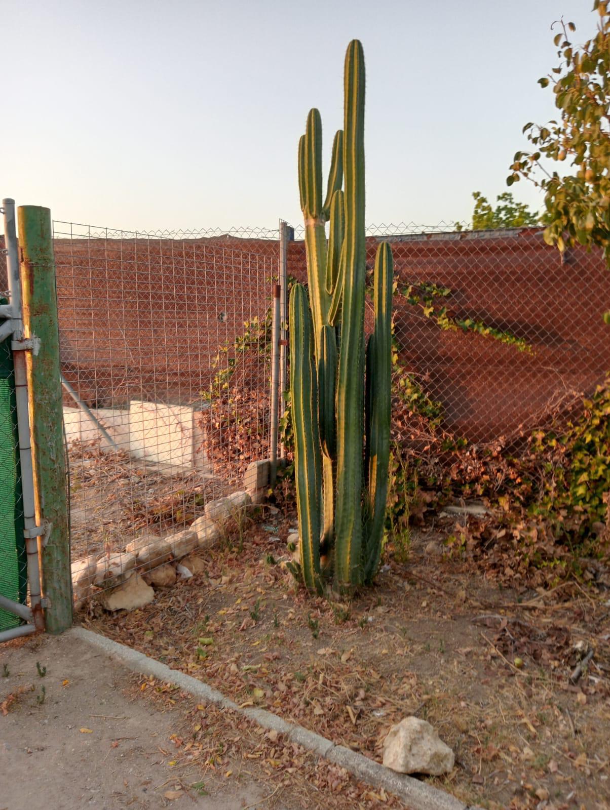 Imagen 14 Casa Rústica en venta en Arcos De La Frontera / Torrecillas, arcos de la frontera,8