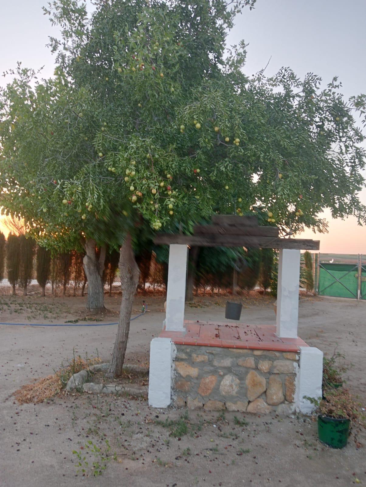 Imagen 22 Casa Rústica en venta en Arcos De La Frontera / Torrecillas, arcos de la frontera,8