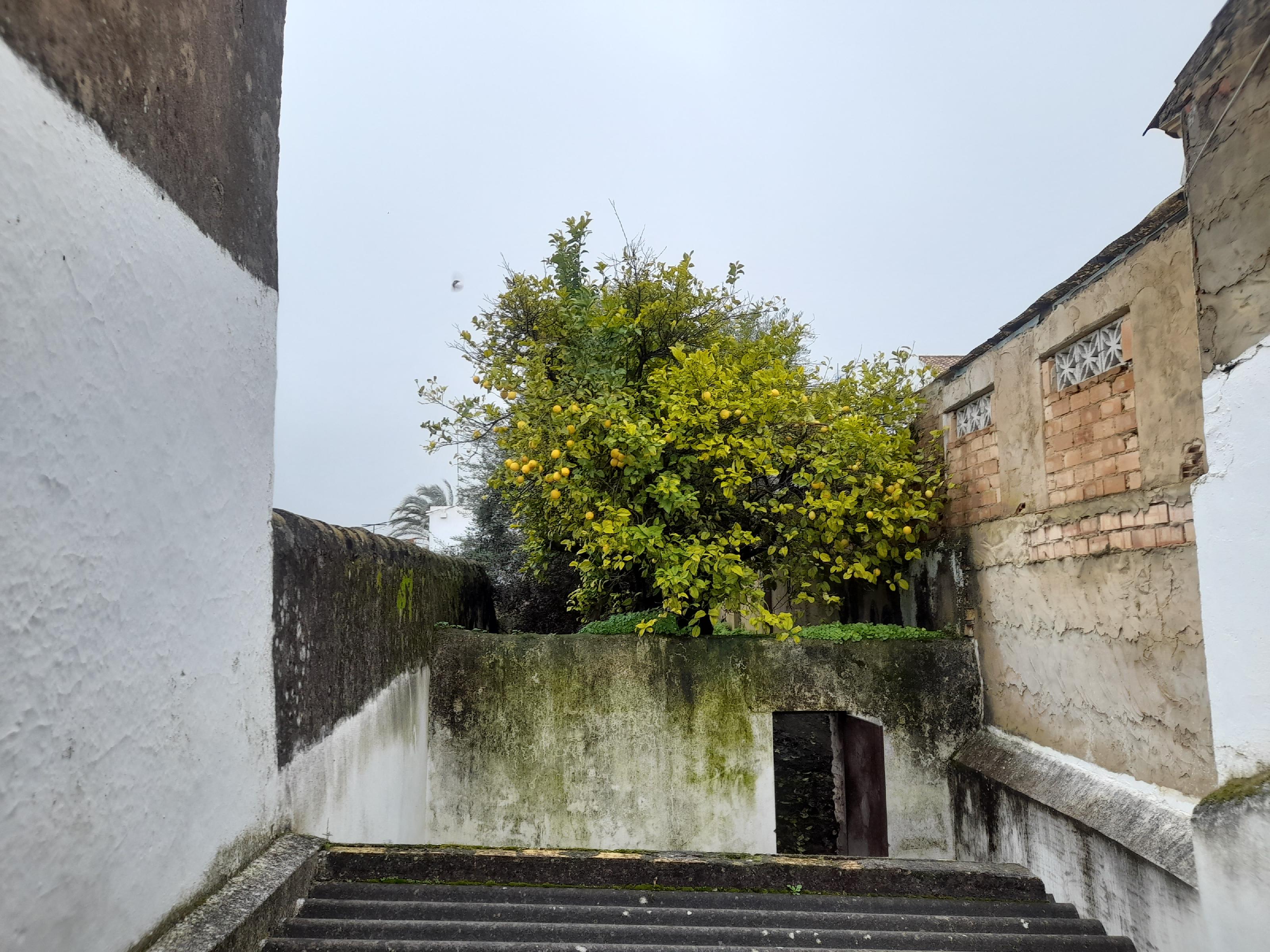 Imagen 6 Casa Adosada en venta en Bornos / Cerca de la pza. de S. Francisco y iglesia S.Domingo
