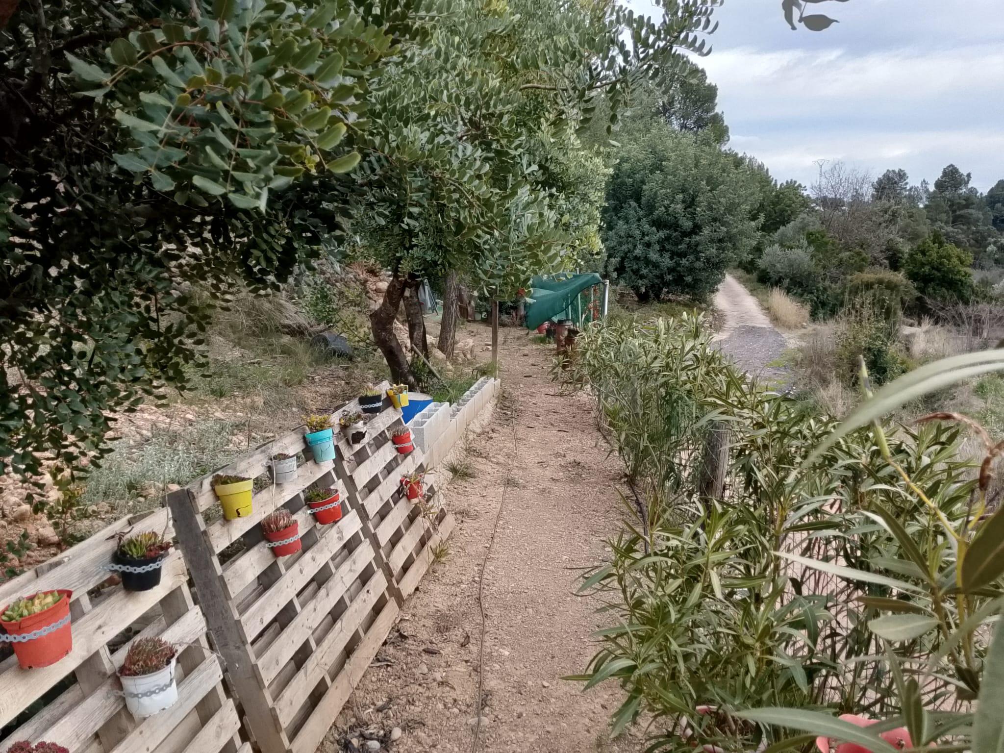 Imagen 18 Solar Rústico en venta en Figueroles / Carretera rio Lucena, a un kilómetro del pueblo