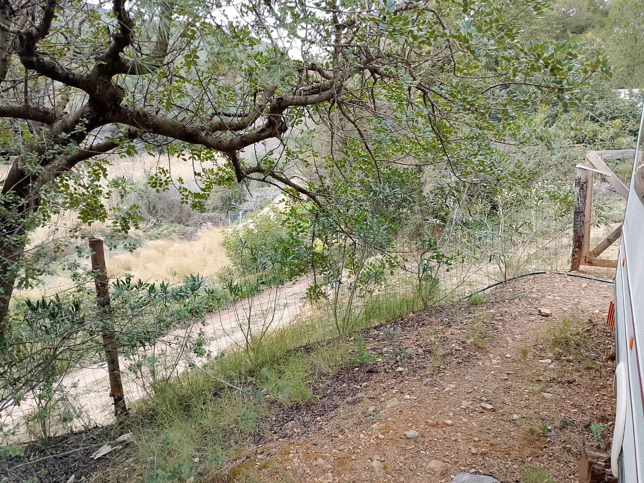 Imagen 7 Solar Rústico en venta en Figueroles /  Dirección Lucena Del Cid