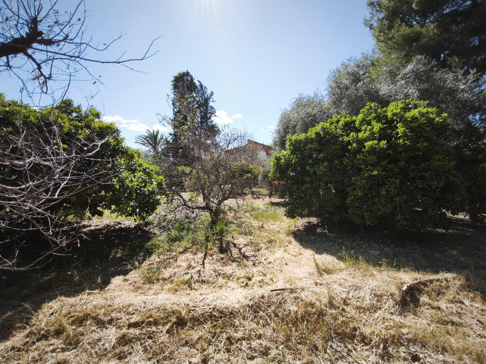 Imagen 4 Casa Aislada en venta en Alguazas / Casa junto al río con parcela de 4000 metros 