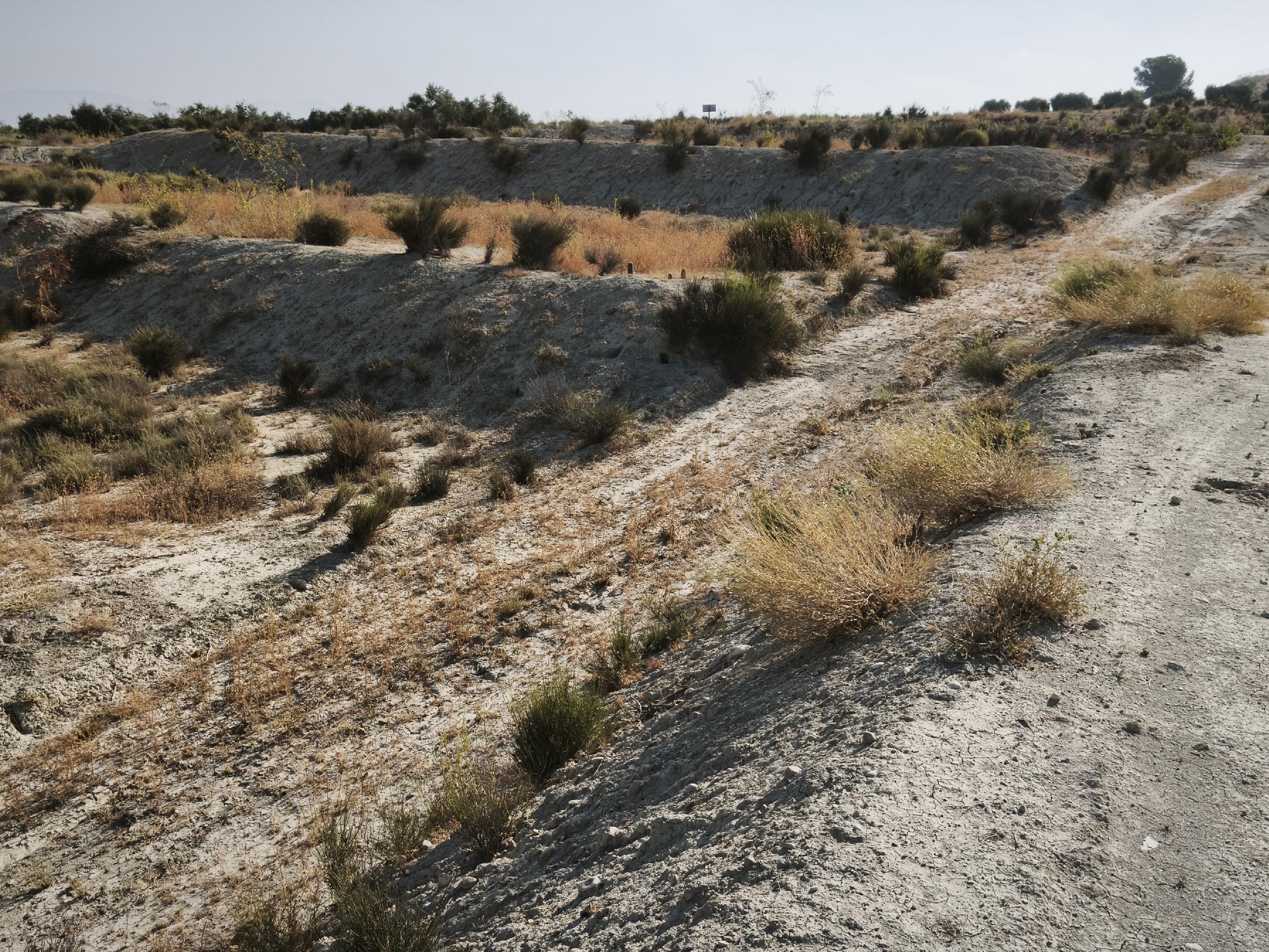 Imagen 9 Solar Rústico en venta en Campos Del Río / Cerca de campos del rio 