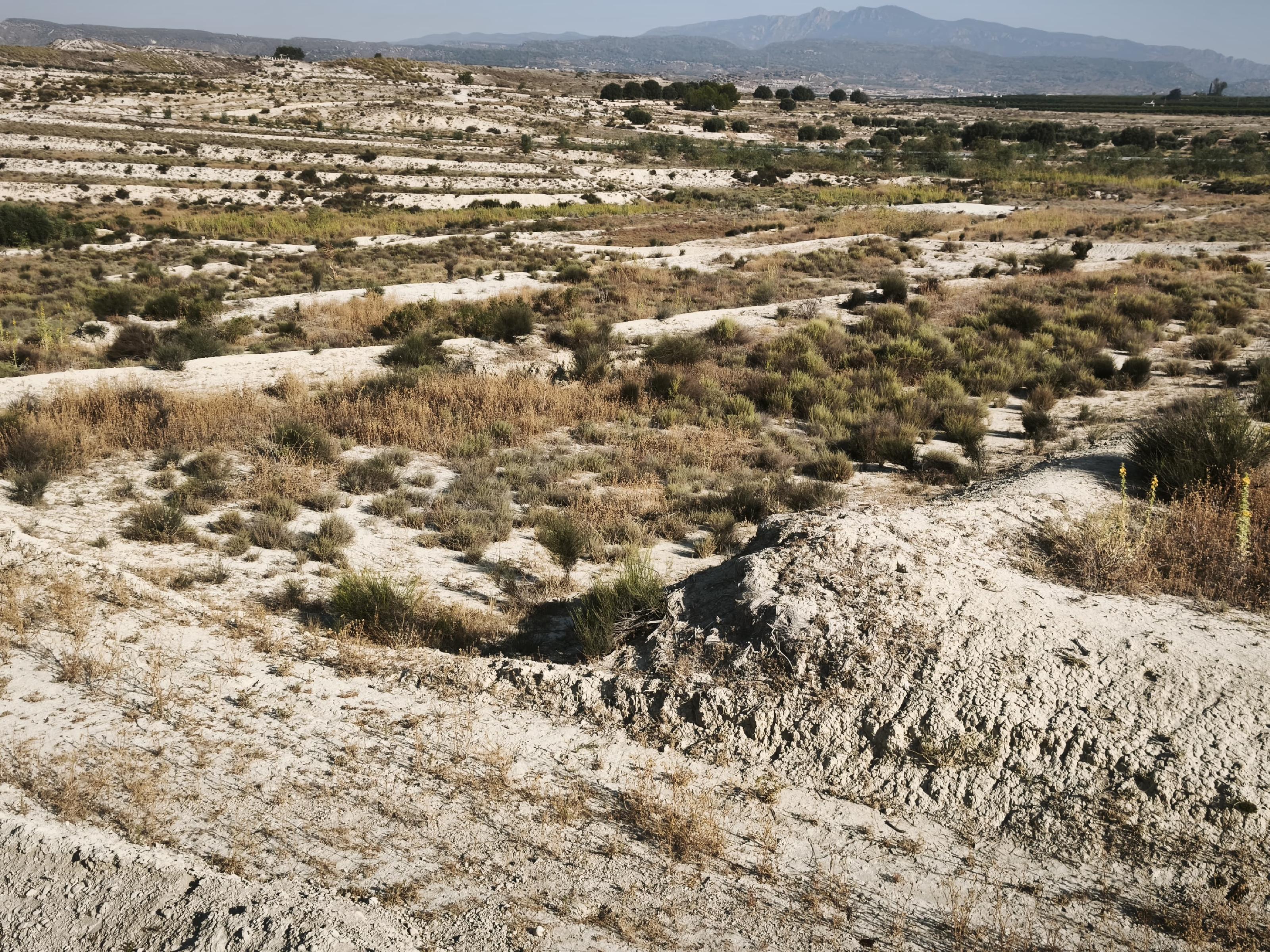 Imagen 10 Solar Rústico en venta en Campos Del Río / Cerca de campos del rio 