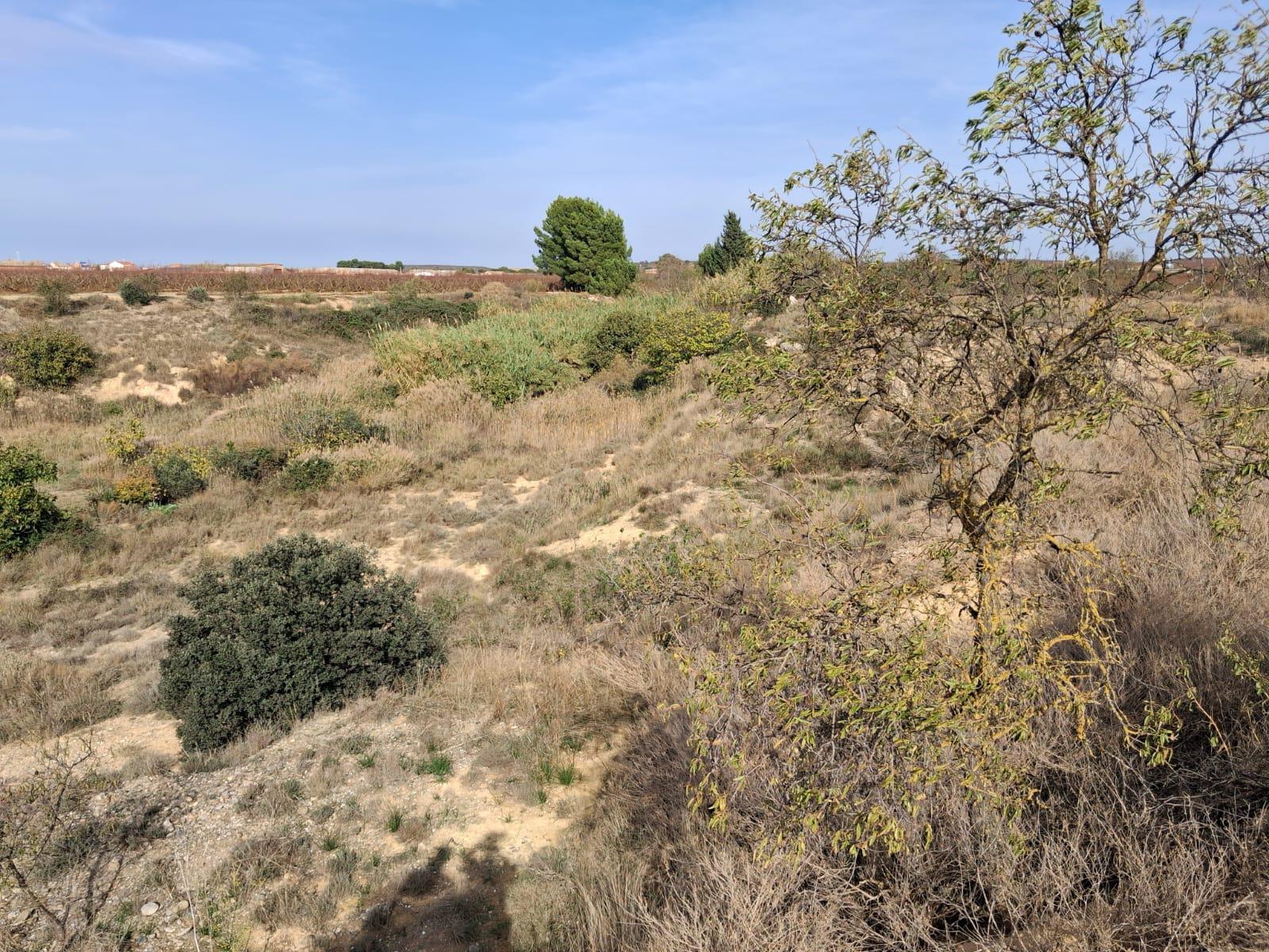 Imagen 5 Solar Rústico en venta en Belver De Cinca / Poligono 10 parcela 13