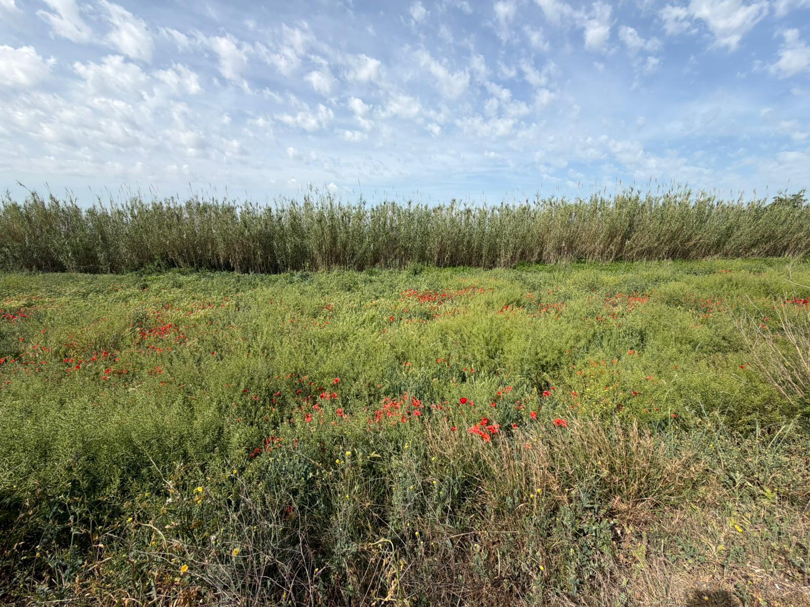 Imagen 2 Solar Rústico en venta en Albalate De Cinca / Carretera Monzón, cerca del pueblo