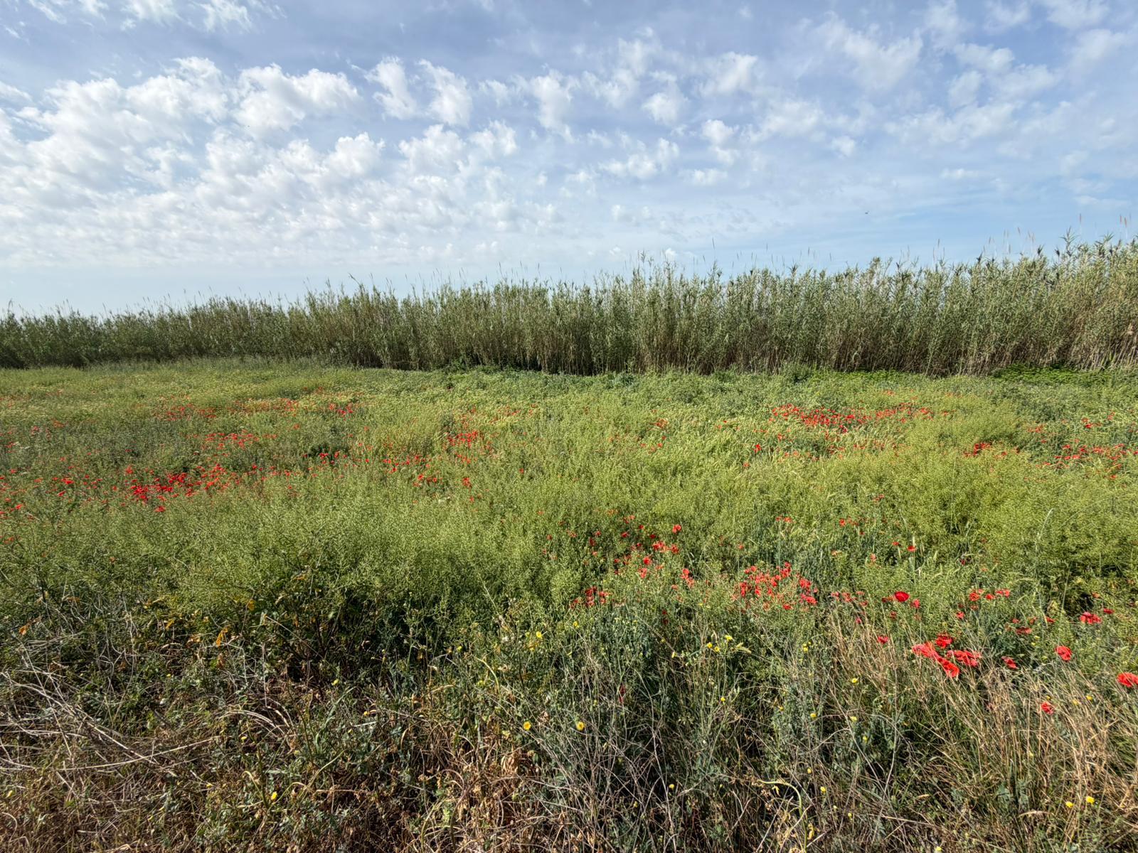 Imagen 4 Solar Rústico en venta en Albalate De Cinca / Carretera Monzón, cerca del pueblo