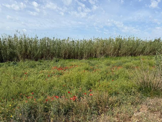 Imagen 5 Inmueble 302536 - Solar Rústico en venta en Albalate De Cinca / Carretera Monzón, cerca del pueblo