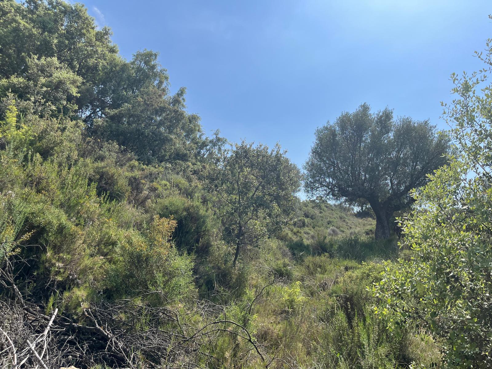 Imagen 5 Solar Rústico en venta en Alquézar / Zona alta de la población