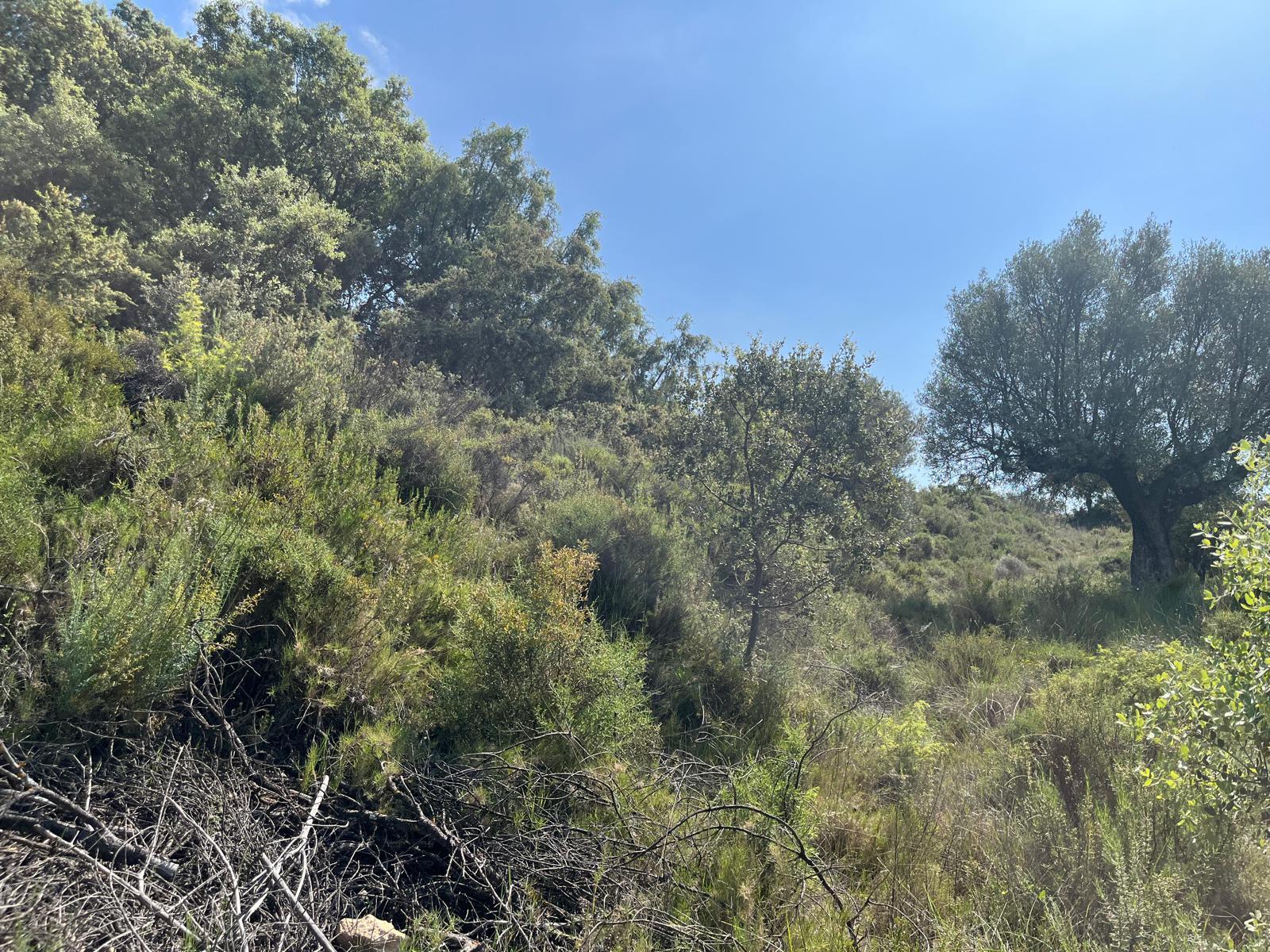 Imagen 3 Solar Rústico en venta en Alquézar / Zona alta de la población