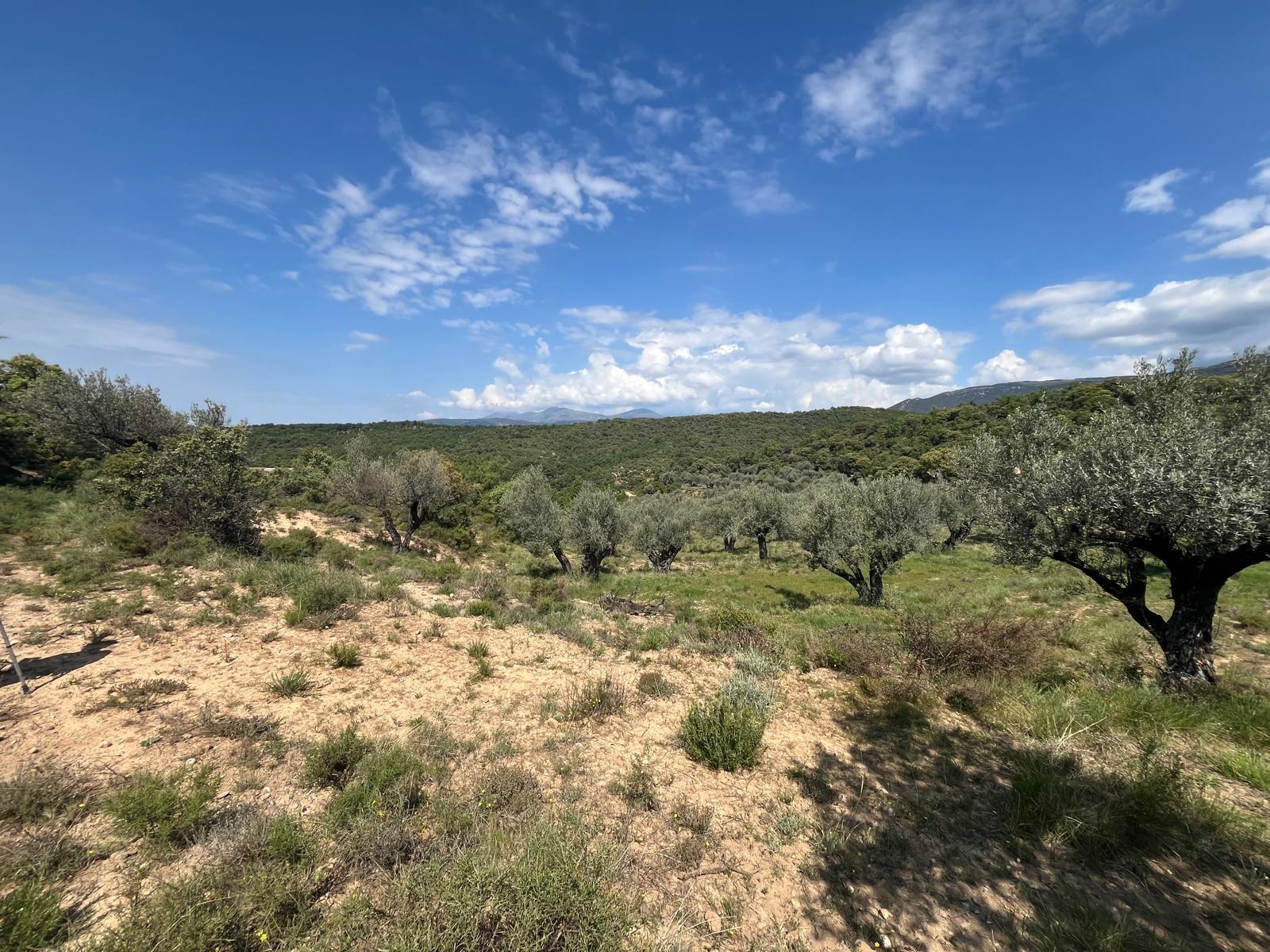 Imagen 5 Solar Rústico en venta en Alquézar / Radiquero, término de alquezar