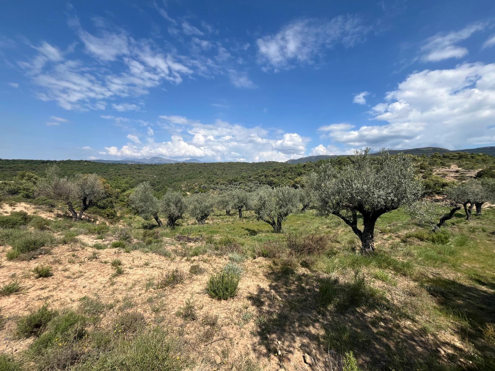 Imagen 6 Solar Rústico en venta en Alquézar / Radiquero, término de alquezar