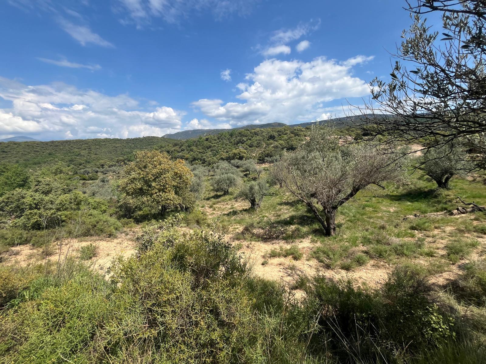 Imagen 3 Solar Rústico en venta en Alquézar / Radiquero, término de alquezar