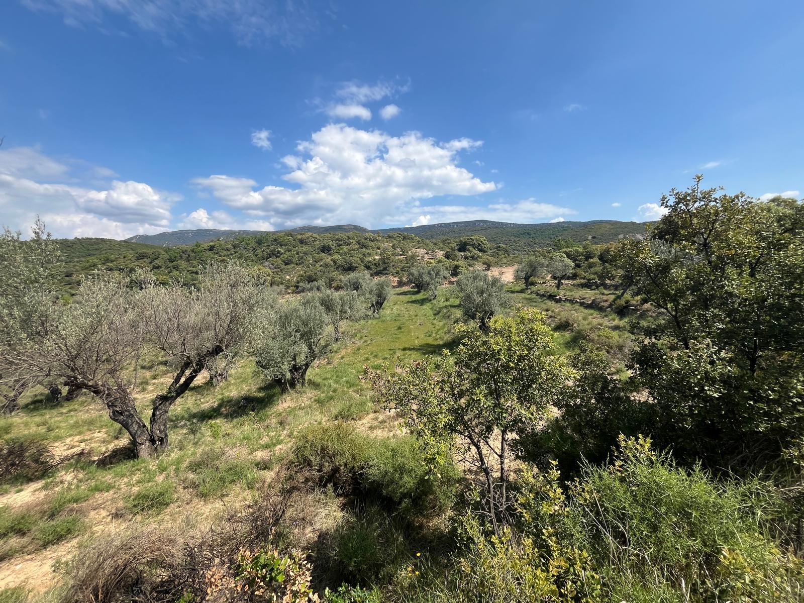 Imagen 10 Solar Rústico en venta en Alquézar / Radiquero, término de alquezar