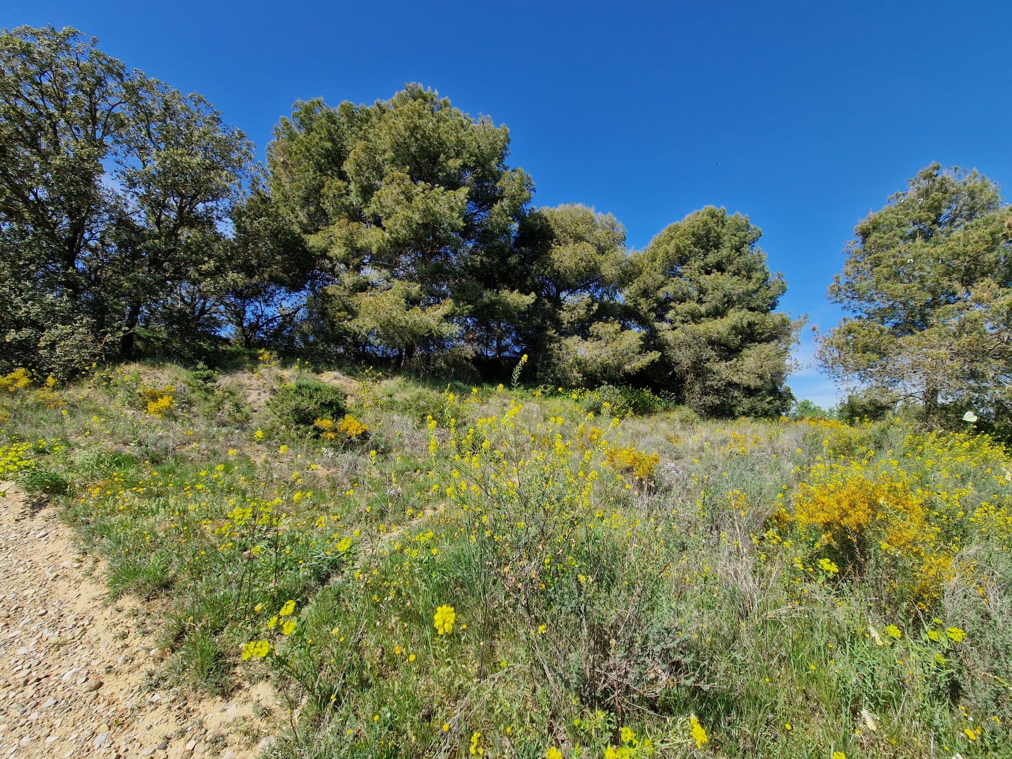 Imagen 7 Solar Rústico en venta en San Esteban De Litera / Término de San Esteban.