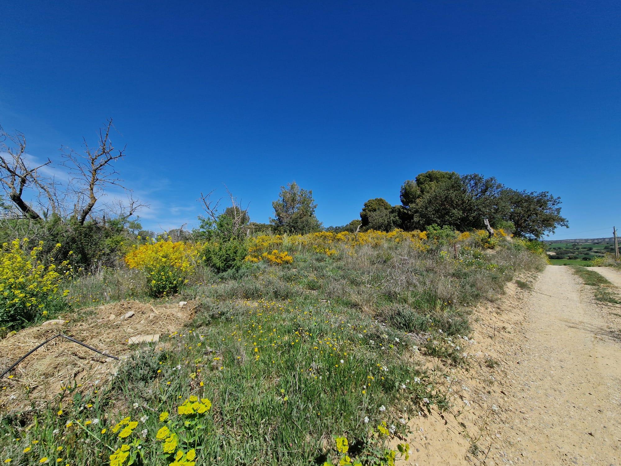 Imagen 10 Solar Rústico en venta en San Esteban De Litera / Término de San Esteban.