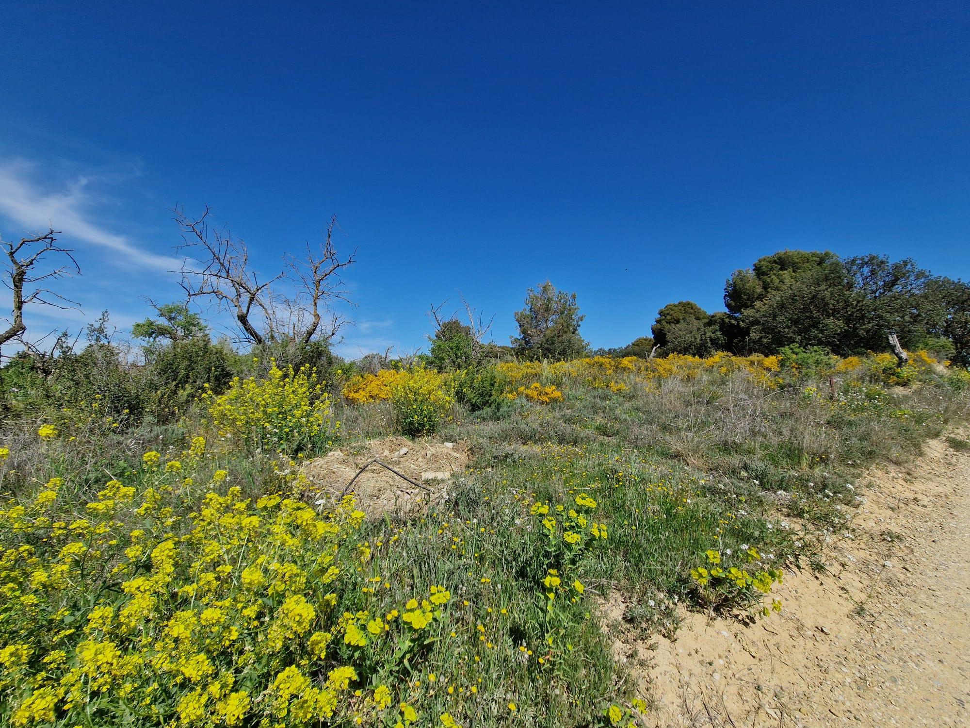 Imagen 22 Solar Rústico en venta en San Esteban De Litera / Término de San Esteban.