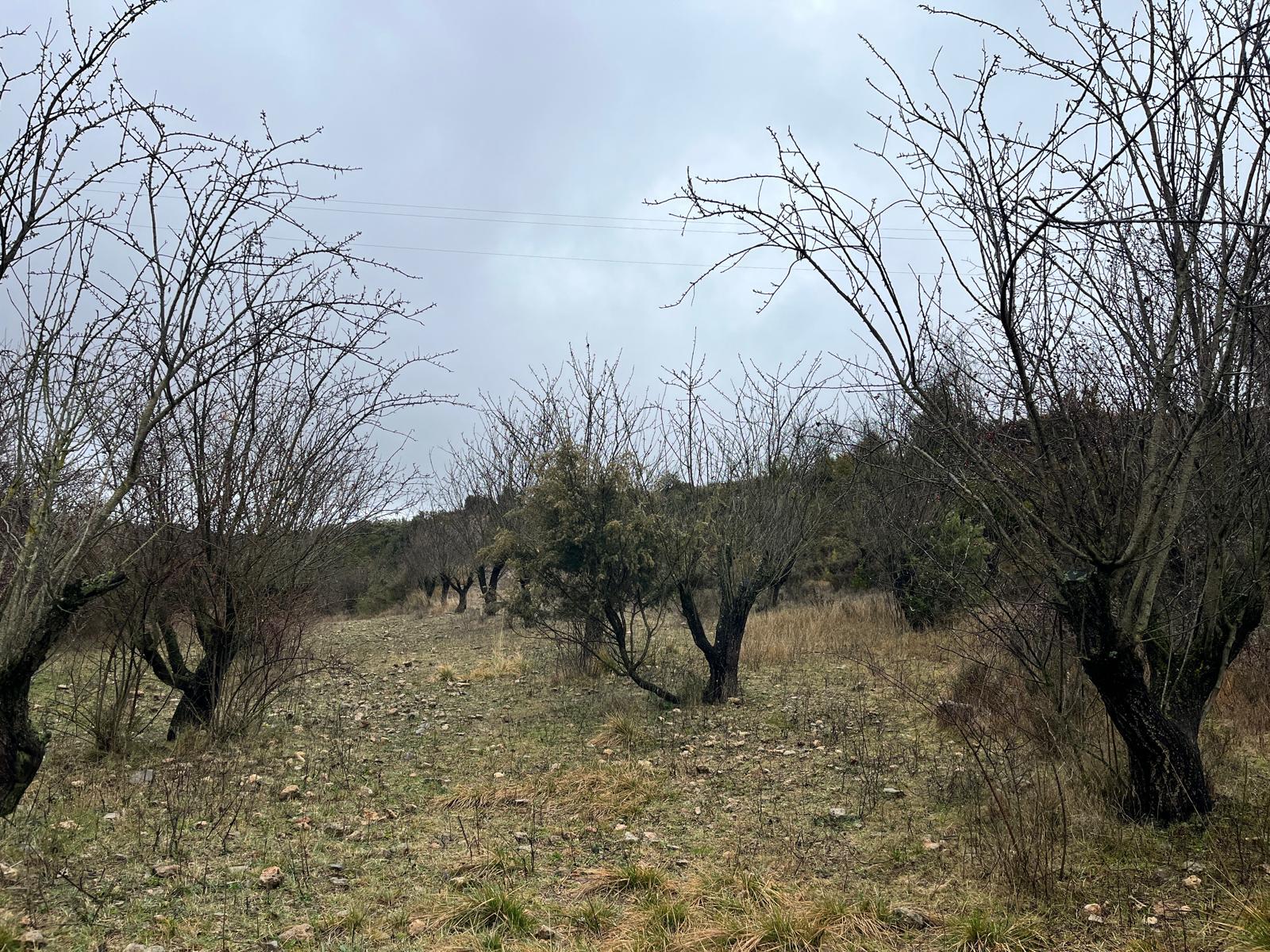 Imagen 7 Solar Rústico en venta en Hoz Y Costean / Partida Perramón Hoz de barbastro