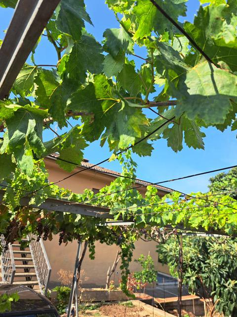 Imagen 19 Casa Aislada en venta en Sant Jaume Dels Domenys / Urbanización El Papagai, en Sant Jaume ...