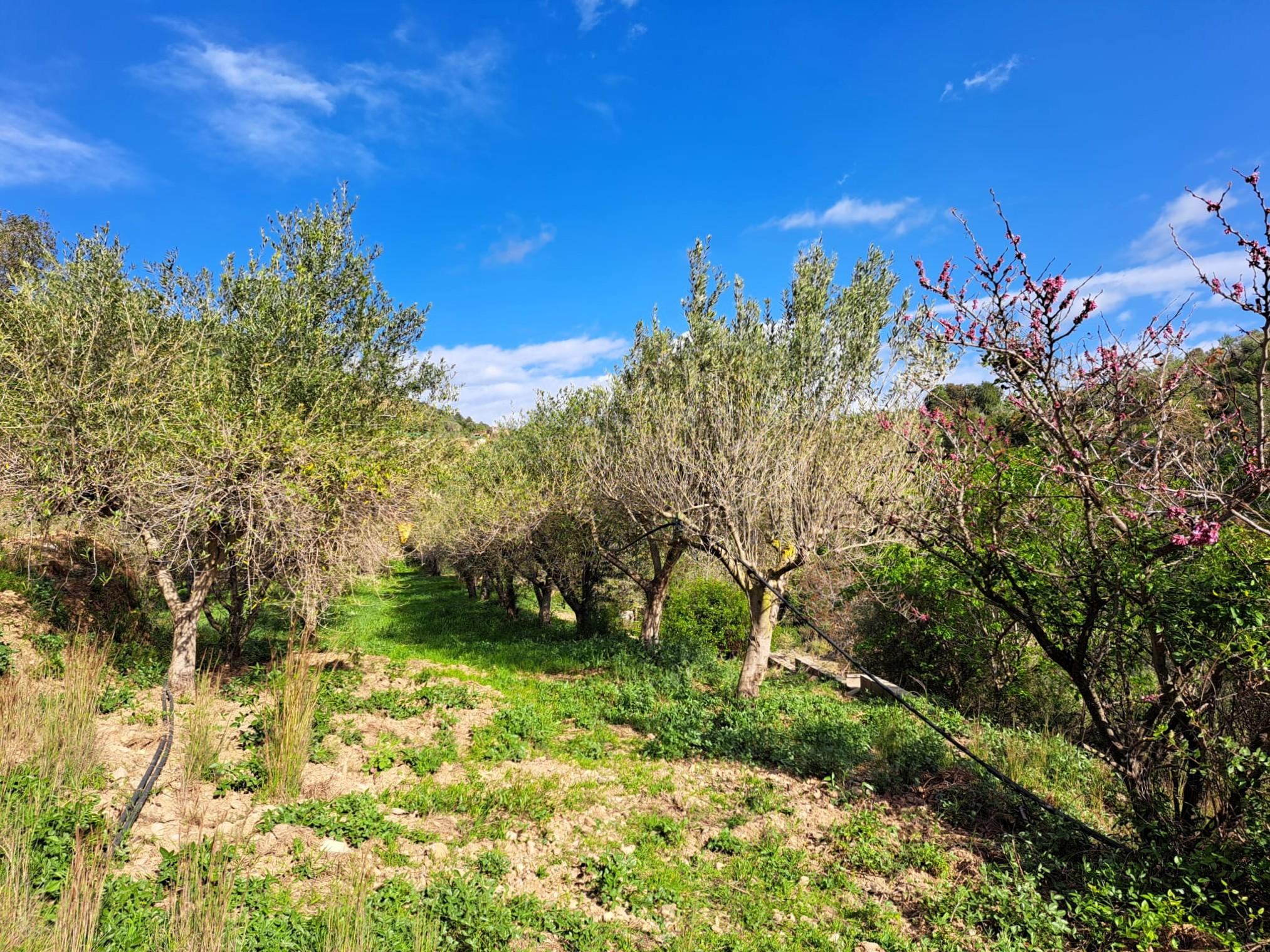 Imagen 26 Solar Rústico en venta en Olesa De Montserrat / Zona de la Creu de Beca