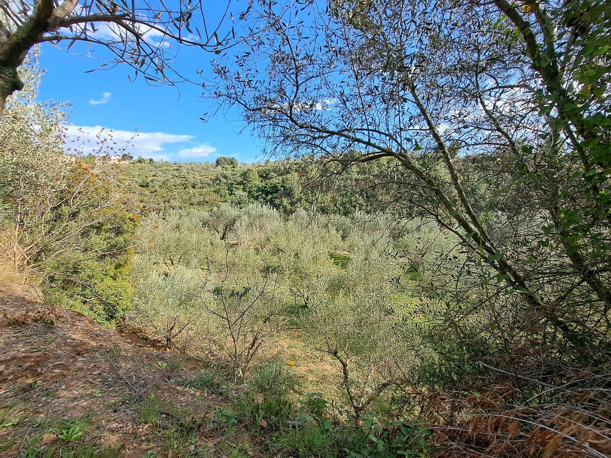 Imagen 19 Solar Rústico en venta en Olesa De Montserrat / Zona de la Creu de Beca