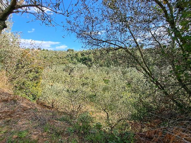 Imagen 19 Inmueble 301970 - Solar Rústico en venta en Olesa De Montserrat / Zona de la Creu de Beca