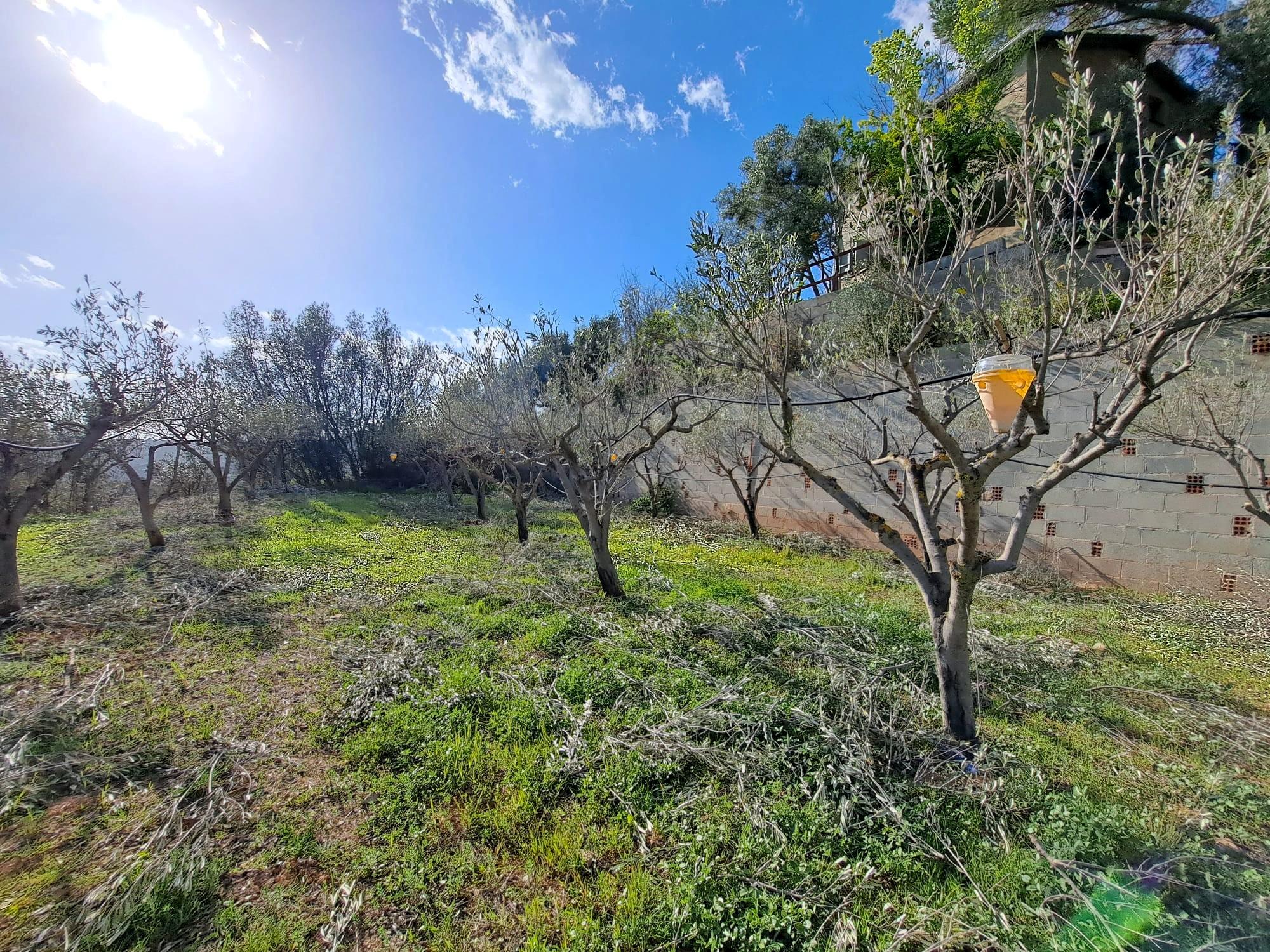 Imagen 21 Solar Rústico en venta en Olesa De Montserrat / Zona de la Creu de Beca