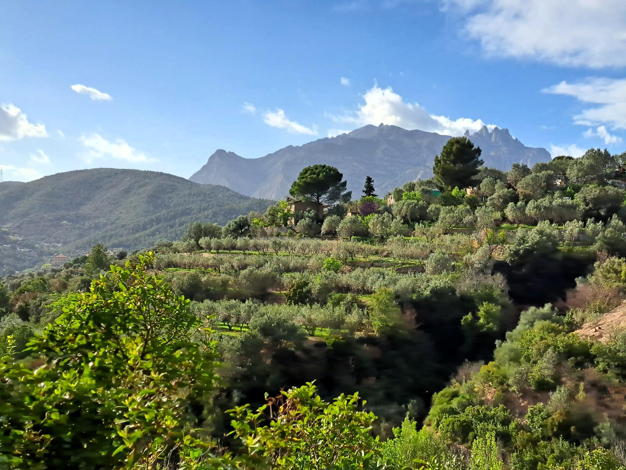 Imagen 7 Solar Rústico en venta en Olesa De Montserrat / Zona de la Creu de Beca